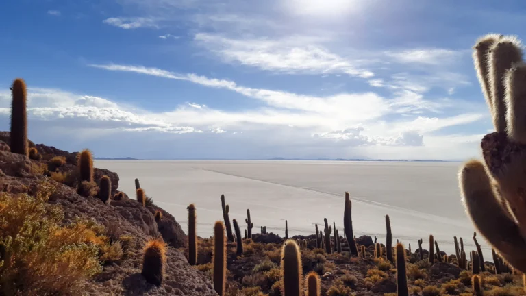 Giant cacti on Incahuasi Island overlooking the Salar de Uyuni