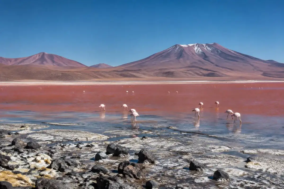 Flamingos at Laguna Colorada on a multi-day Uyuni tour